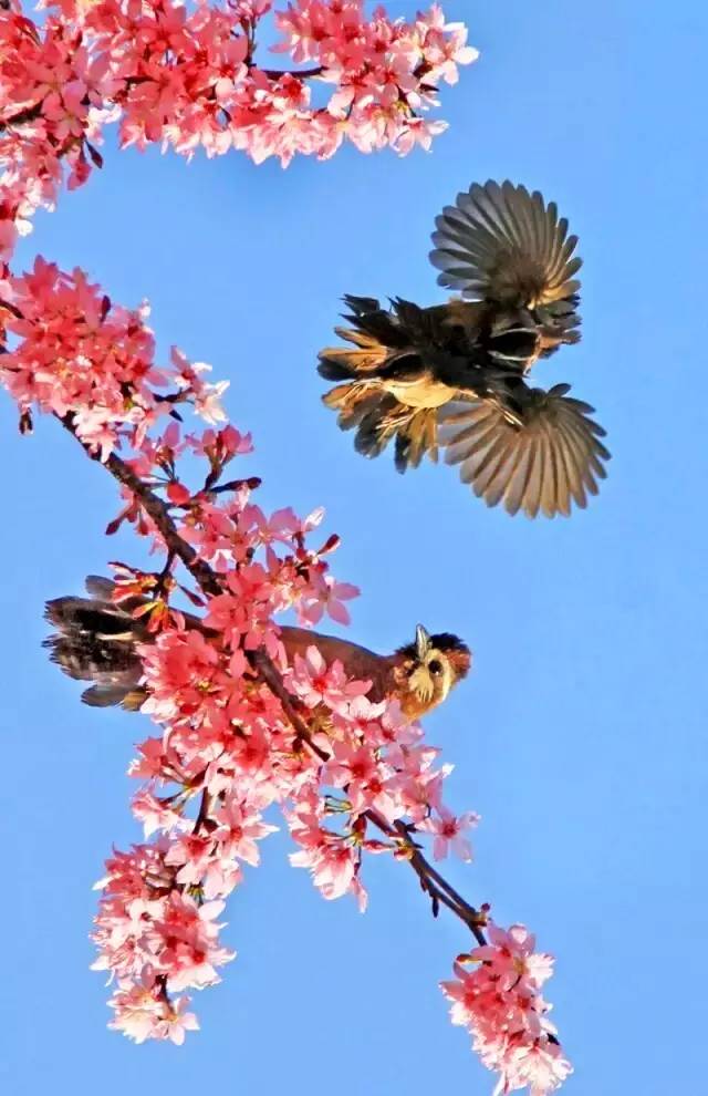 漳平茶山樱花,漳平樱花园景点