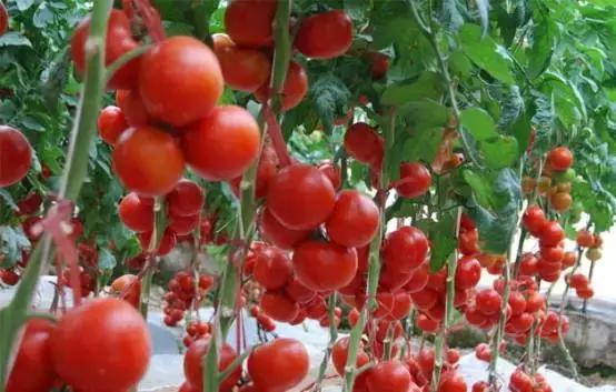 开一家不赚钱的餐厅,一家营业额一亿的餐厅能赚多少钱