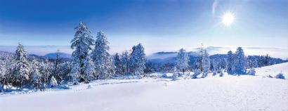 冬已去春将至配图,冬已去春归来此时花正开