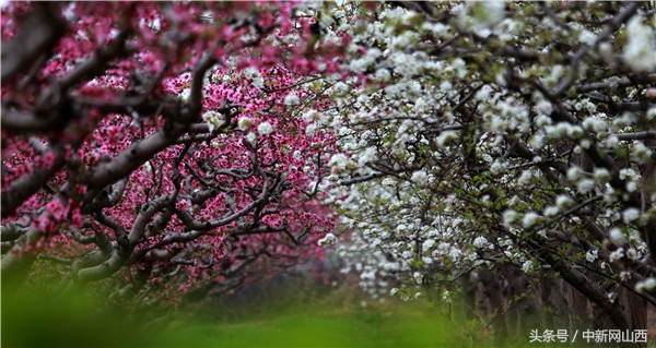 运城春天的花海,春暖花开我们一起去郊游