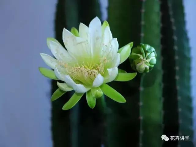 相似的花儿又来了,今天我们来认识它们