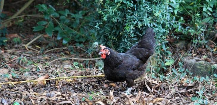 鸡蛋会呈现不同的蛋壳颜色,蛋壳色是什么颜色
