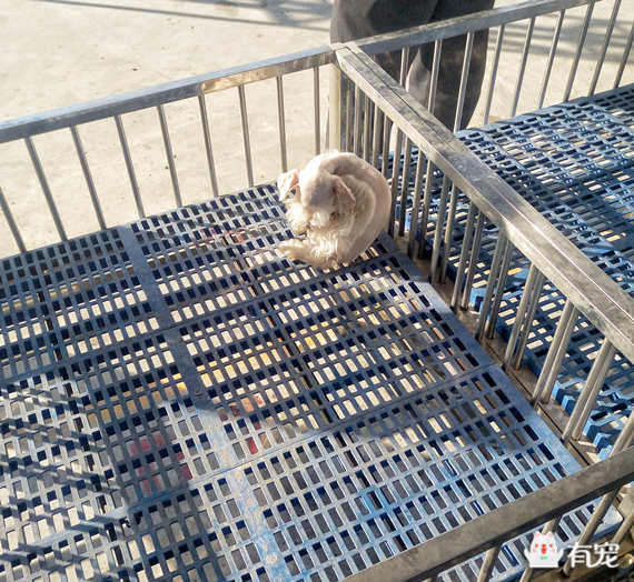 鐙楀競鎺㈣ (鎺㈣鐙楀競)