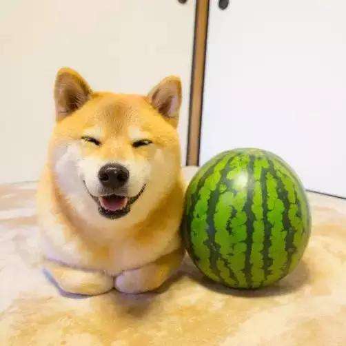 想养狗可是家里人不让怎么办,该如何劝家人养狗