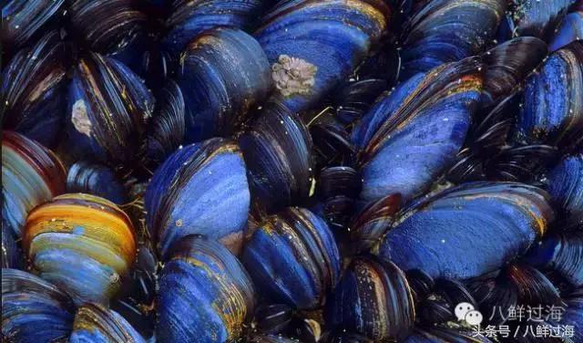 去澳大利亚你能吃到什么特色海鲜？值得收藏的吃货指南