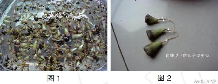 生石花土养怎么消毒,生石花上盆怎么养护