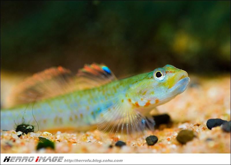 常见原生缸鱼,广西常见原生鱼