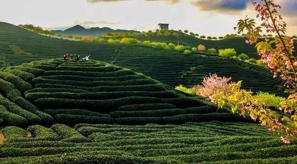 漳平茶山樱花,漳平樱花园景点