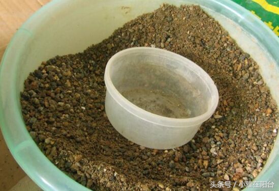 营养土可以种花吗怎么配制,想种花但是没有花盆怎么办