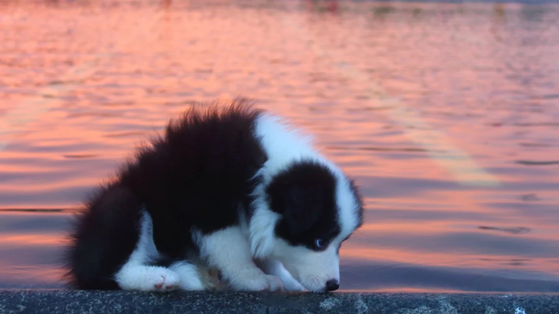 廉颇未老原唱完整版,廉颇未老完整版