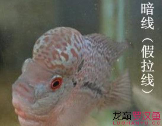 罗汉鱼饲养术语,罗汉鱼饲养法图解