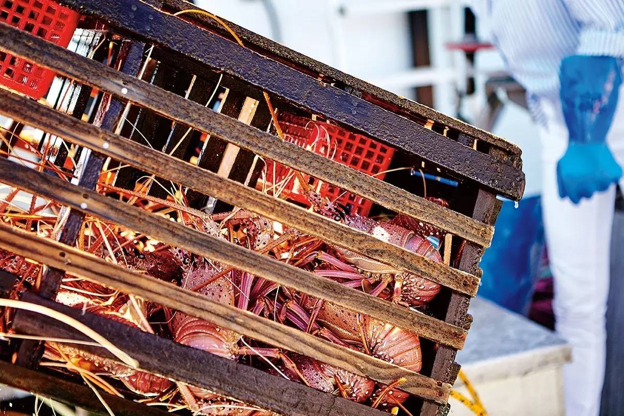 在澳洲抓澳洲小龙虾,澳大利亚捕龙虾