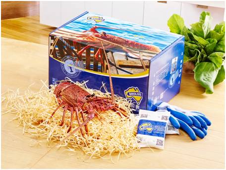 在澳洲抓澳洲小龙虾,澳大利亚捕龙虾