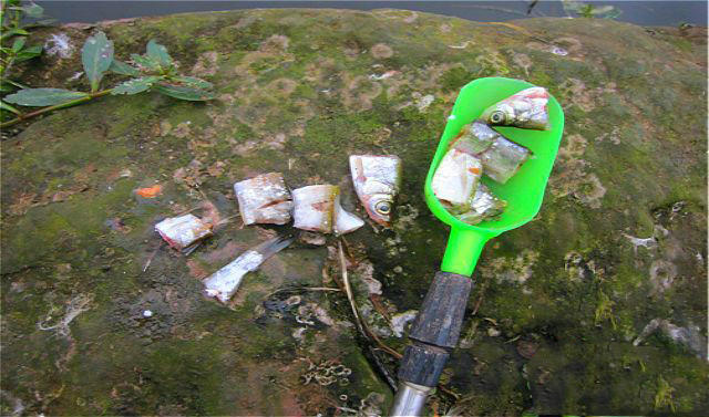 老钓鱼人经验,野钓鲶鱼技巧和方法