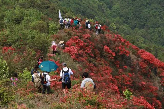 说走就走的踏青,说走就走的看花之旅