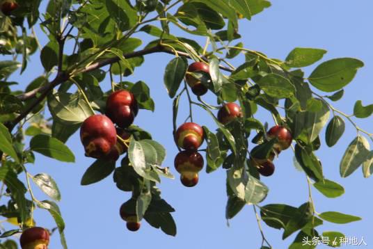 最甜枣树品种子弹头枣,什么枣树品种好吃又甜又大