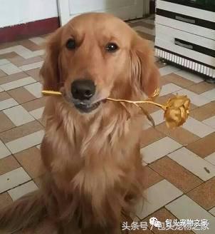 包头市认领狗狗,包头狗狗救助