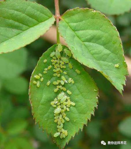 这几种虫子都不知道，怎么能养好花？