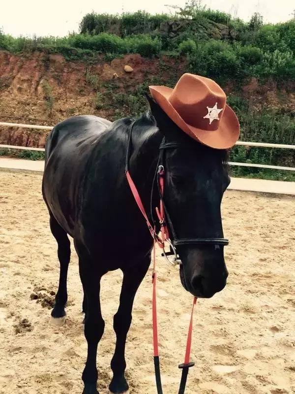 昆明二龙湖御龙马术俱乐部,贵阳市马术俱乐部