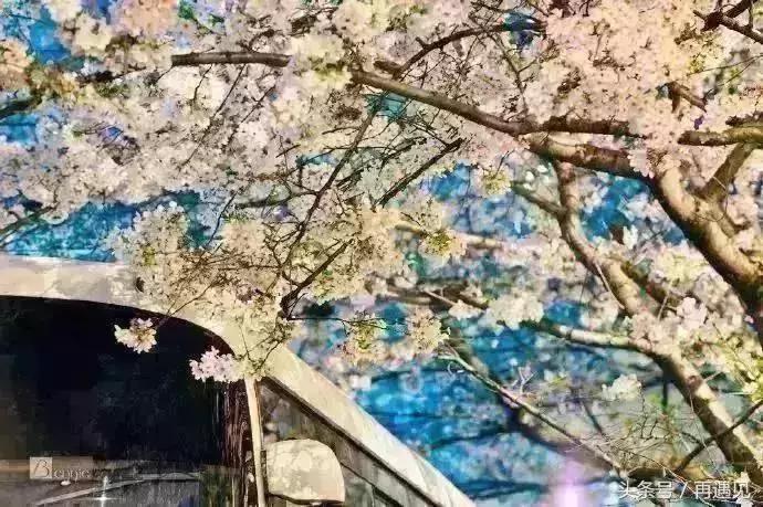 樱花季攻略,樱花季攻略赤丸