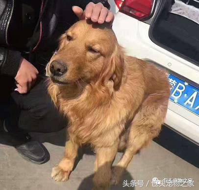 包头市认领狗狗,包头狗狗救助