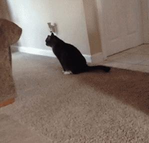 三个月狗狗挑食偏瘦但很活泼,狗狗小时候也可爱长大后更卡