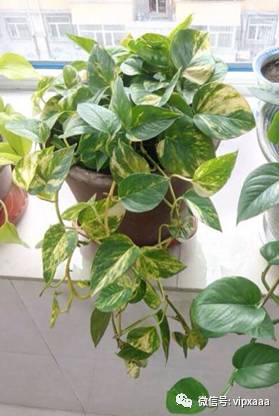 绿萝叶子偏黄的原因及解决方法,绿萝叶子都黄了是什么原因造成的