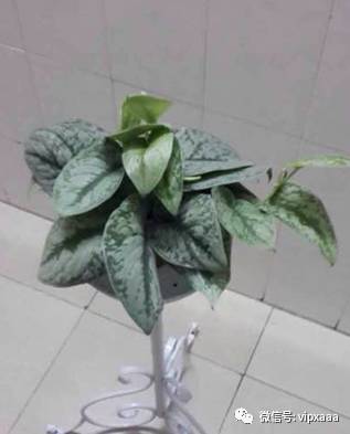 绿萝叶子偏黄的原因及解决方法,绿萝叶子都黄了是什么原因造成的