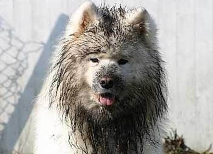 用清水洗脸的好处,清水洗脸一天洗几次最好