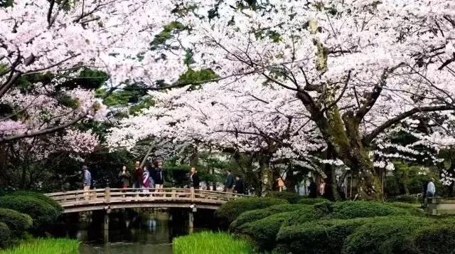 沪上樱花在哪里,沪上赏花