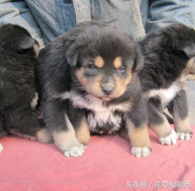 藏獒和二哈图片,藏獒和哈士奇混血