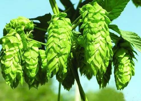 喝酒能缓解老年痴呆！别不信，科学家们说的！