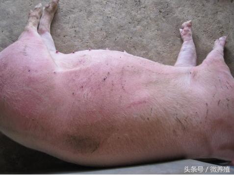 猪身发紫有哪些病怎么治,猪全身发红发紫疑似中毒怎么治