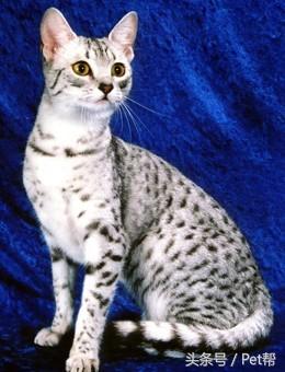 世界名猫品种大全图片及名字介绍,世界名猫品种及价格表