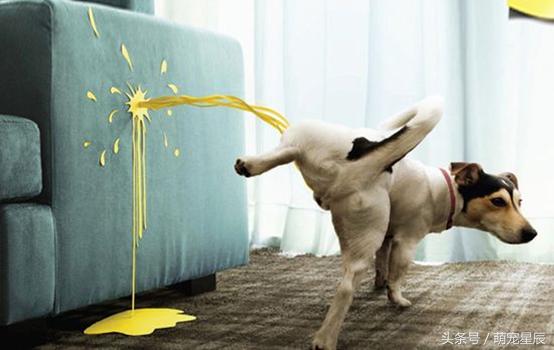 宠物医生科普狗狗,宠物医院给狗狗检查哪些