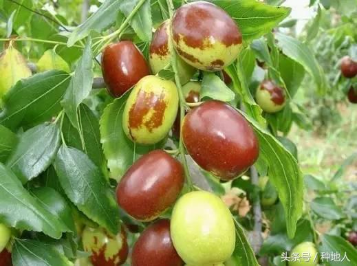 最甜枣树品种子弹头枣,什么枣树品种好吃又甜又大