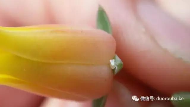 小心！这些坏蛋会吃多肉哦！