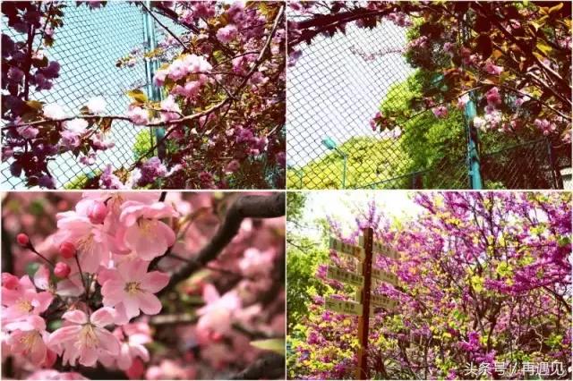 樱花季攻略,樱花季攻略赤丸