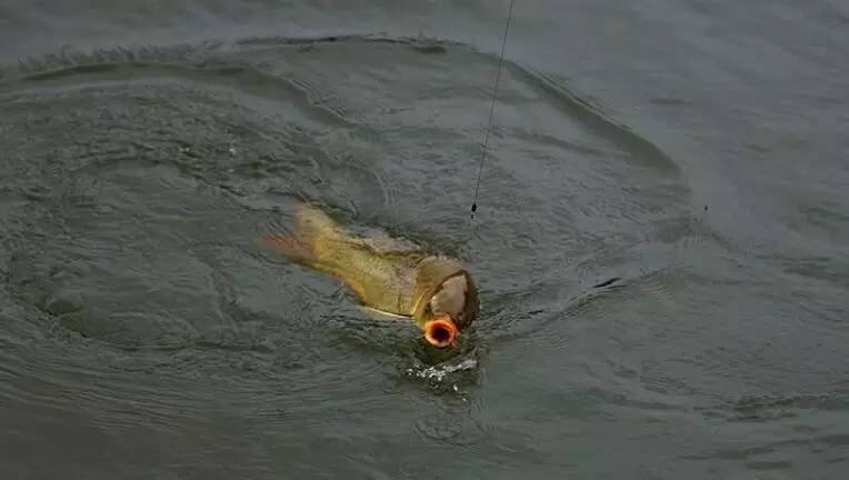 钓鱼总是有小鱼闹窝怎么解决,上层小鱼闹窝解决办法