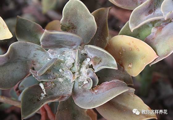 这几种虫子都不知道，怎么能养好花？