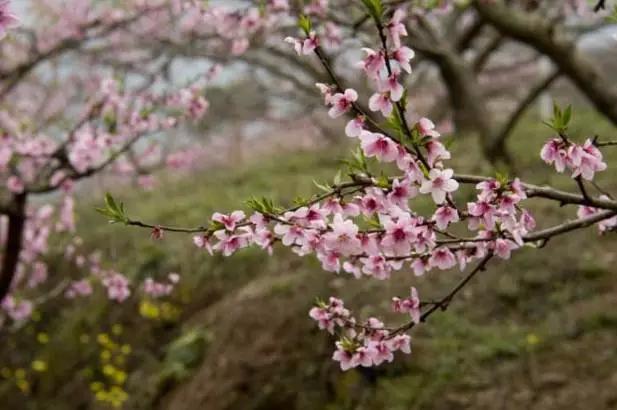 成都周边踏青二日游自驾游,春节成都看花好玩的地方推荐