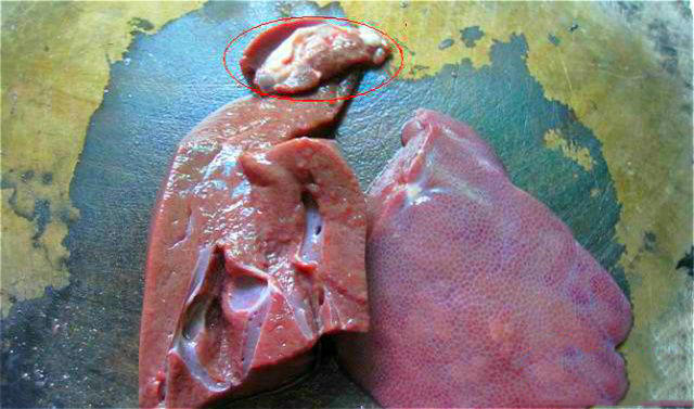 老钓鱼人经验,野钓鲶鱼技巧和方法