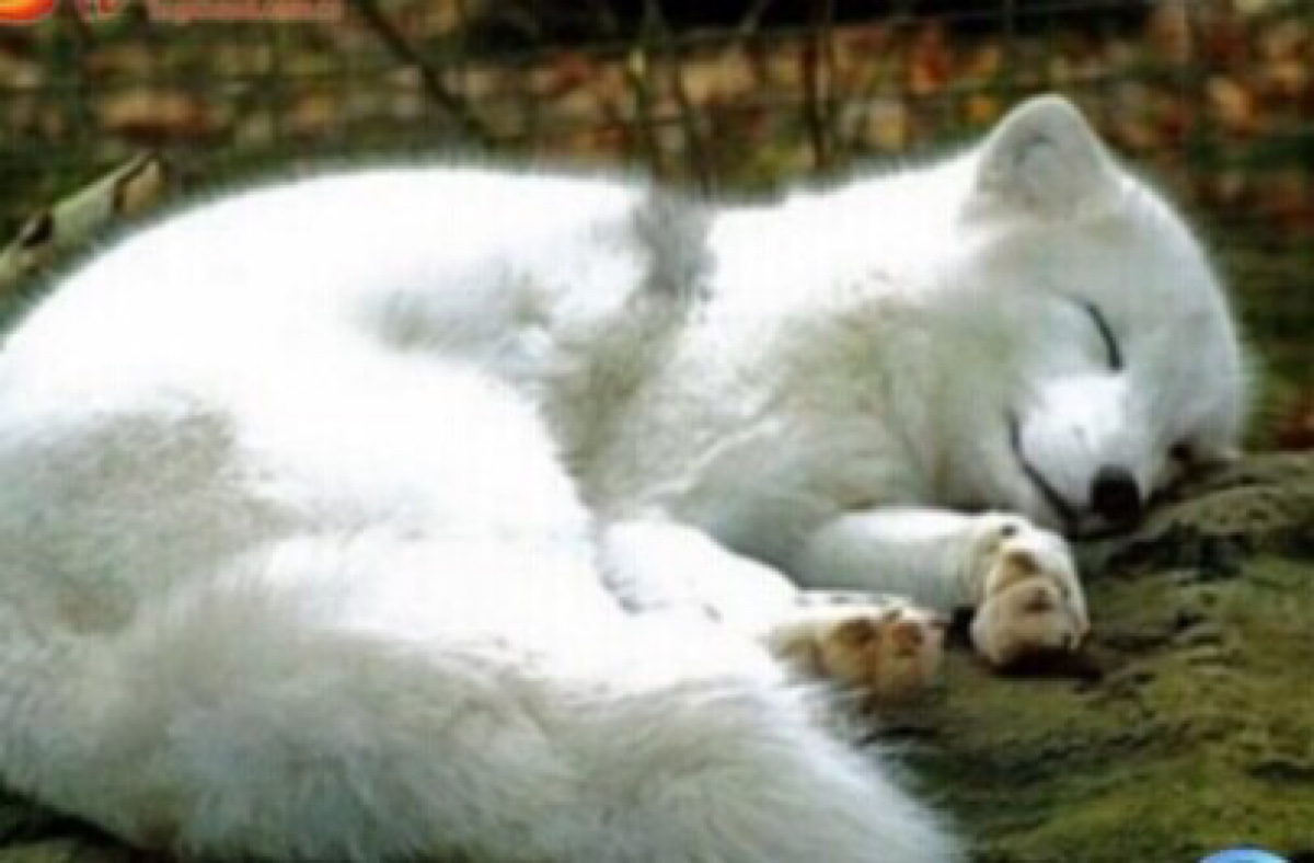 猎户胆大无所畏惧，竟*辱侮**故去之人，灵狐趁机报复