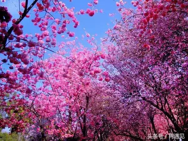 樱花季攻略完整版,樱花上海攻略