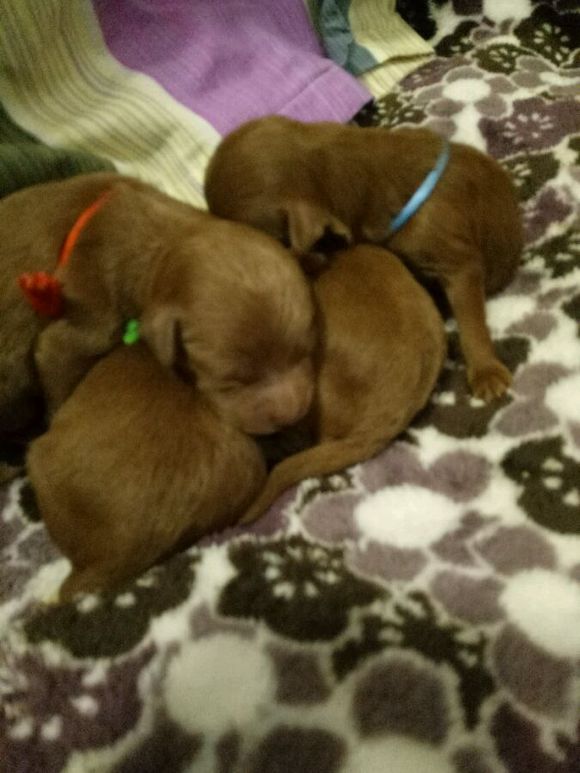 泰迪狗狗超过预产期还没生怎么办,怀孕的泰迪40天没有肚子