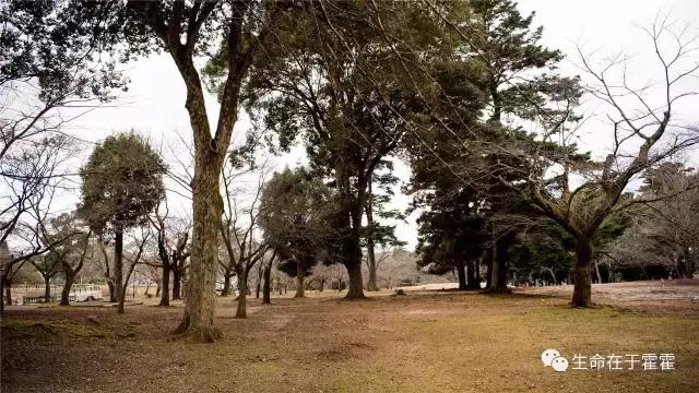 拉面 · 自动贩售机 · 雪｜云之彼岸的日本欢脱之旅