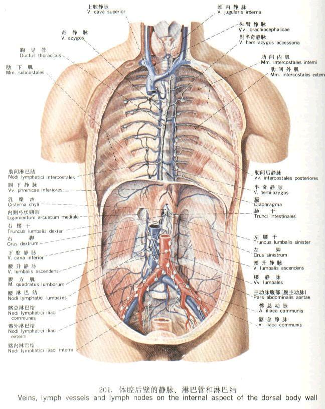 淋巴结核可以治好吗,淋巴结核能治疗痊愈吗