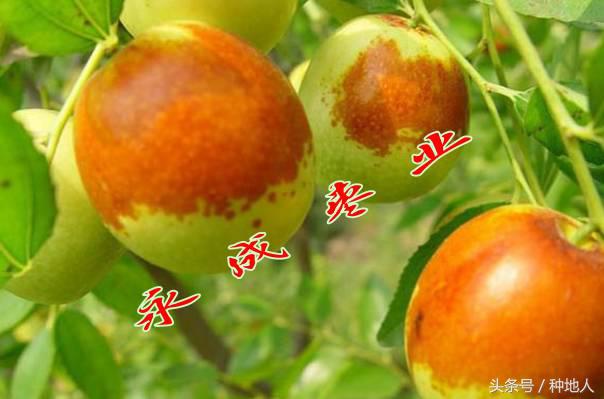 最甜枣树品种子弹头枣,什么枣树品种好吃又甜又大