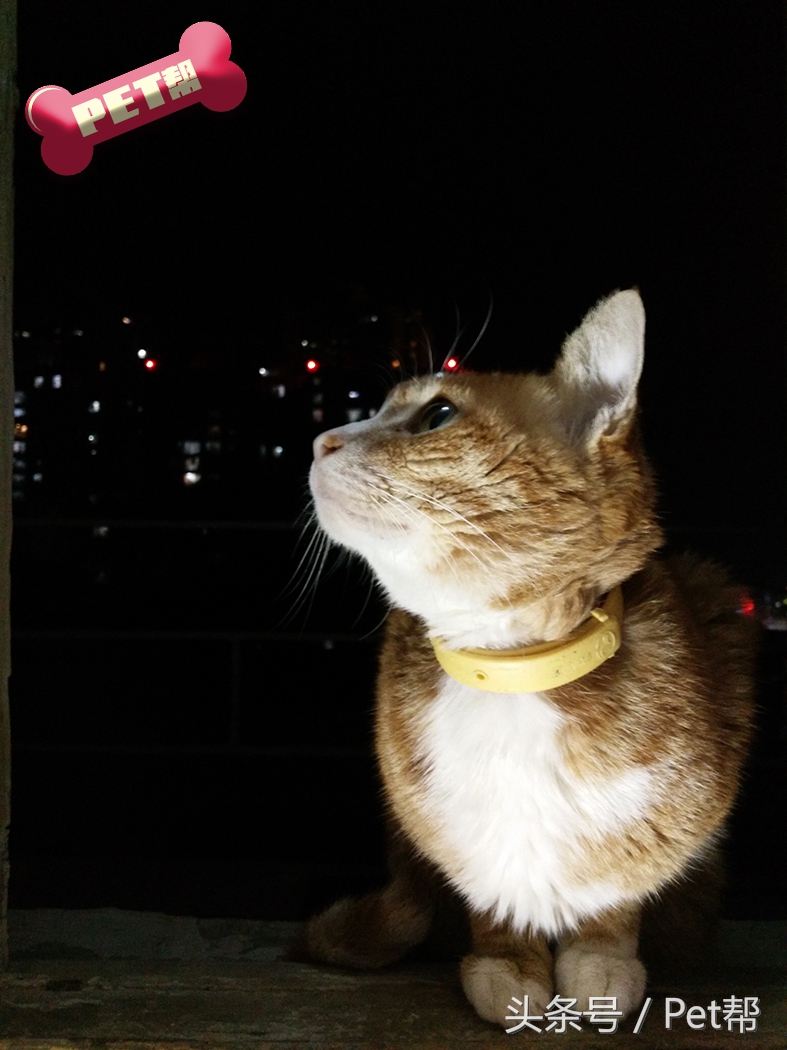 世界名猫品种照片,世界名猫品种价格