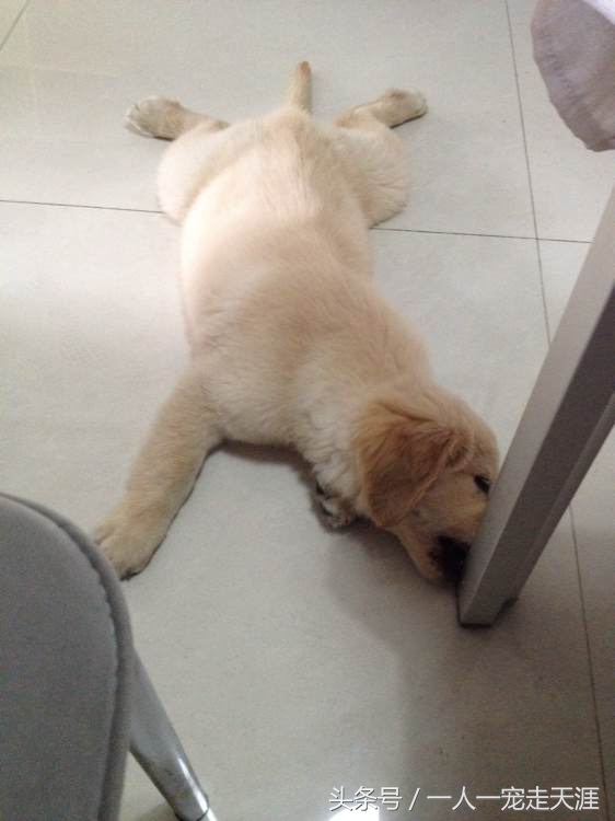 狗狗撕尿垫怎么办,狗狗撕被子怎么办